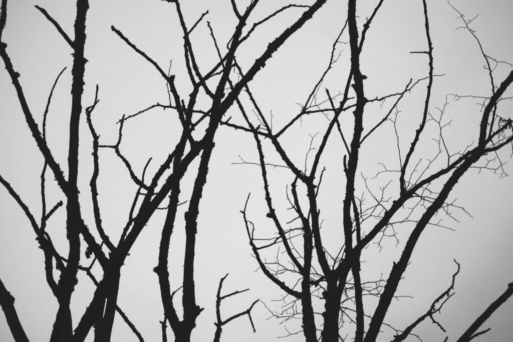 Rêver de branches | Signification et interprétation