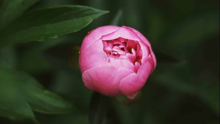 Soñar con peonia | Significado de los sueños