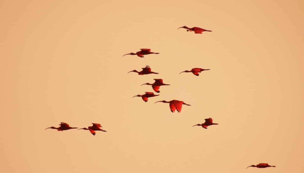 scharlach im Traum | Traumdeutung und Bedeutung