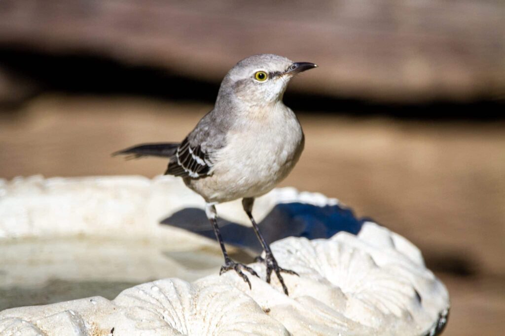 mockingbird unessa | Unien merkitys