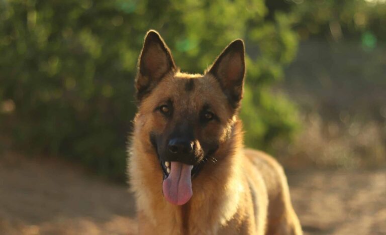 Droom over Duitse herder | Betekenis en uitleg