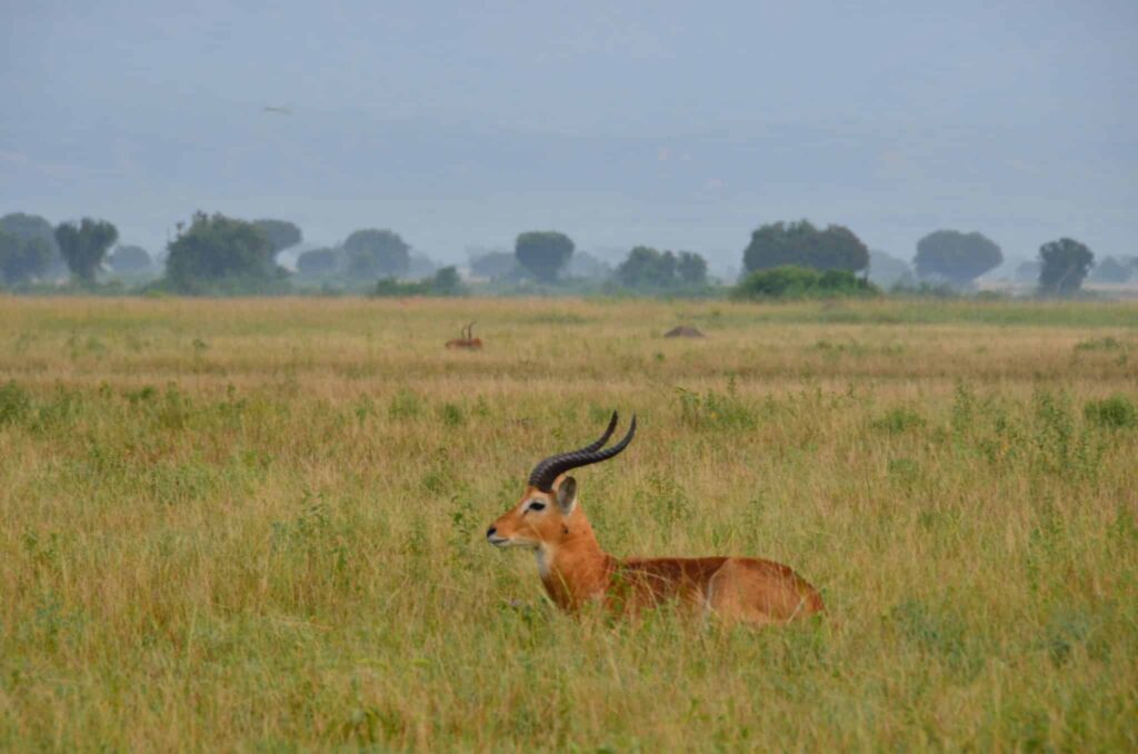 Dröm om gasell | Drömtydning och betydelse
