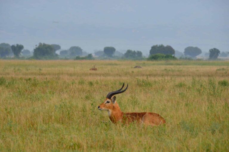 Droom over gazelle | Betekenis en uitleg