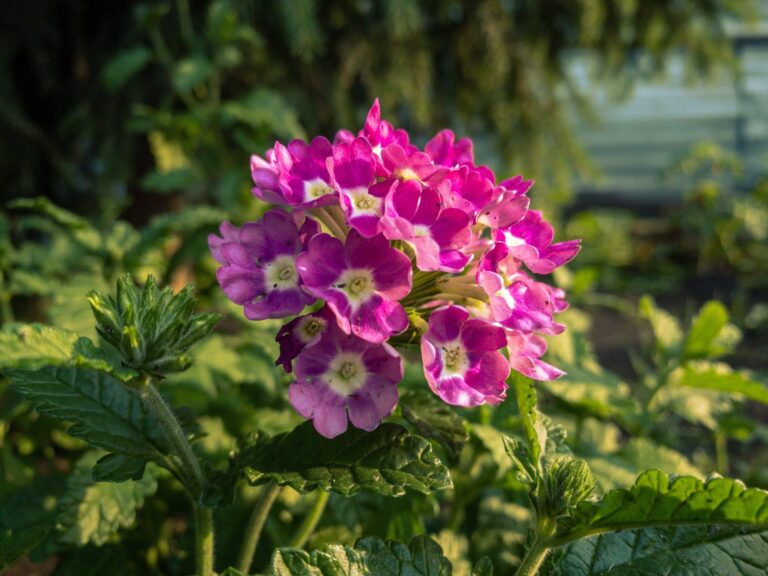 Droom over geranium | Betekenis en uitleg