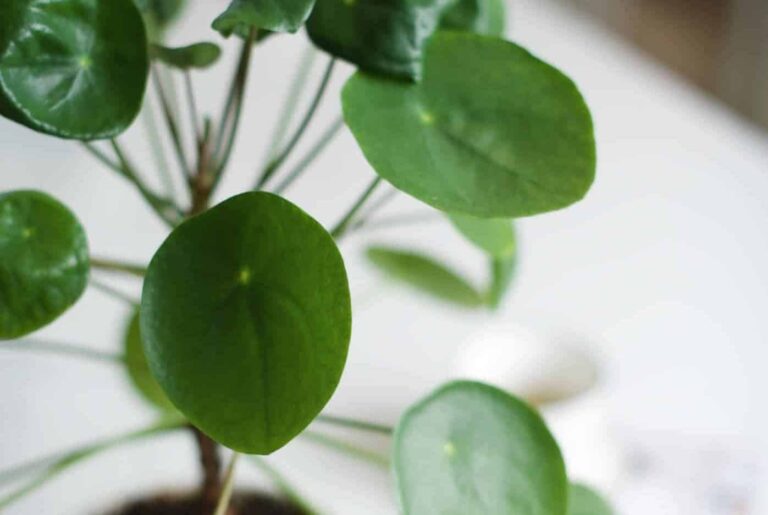 Droom over pannenkoekenplant | Betekenis en uitleg