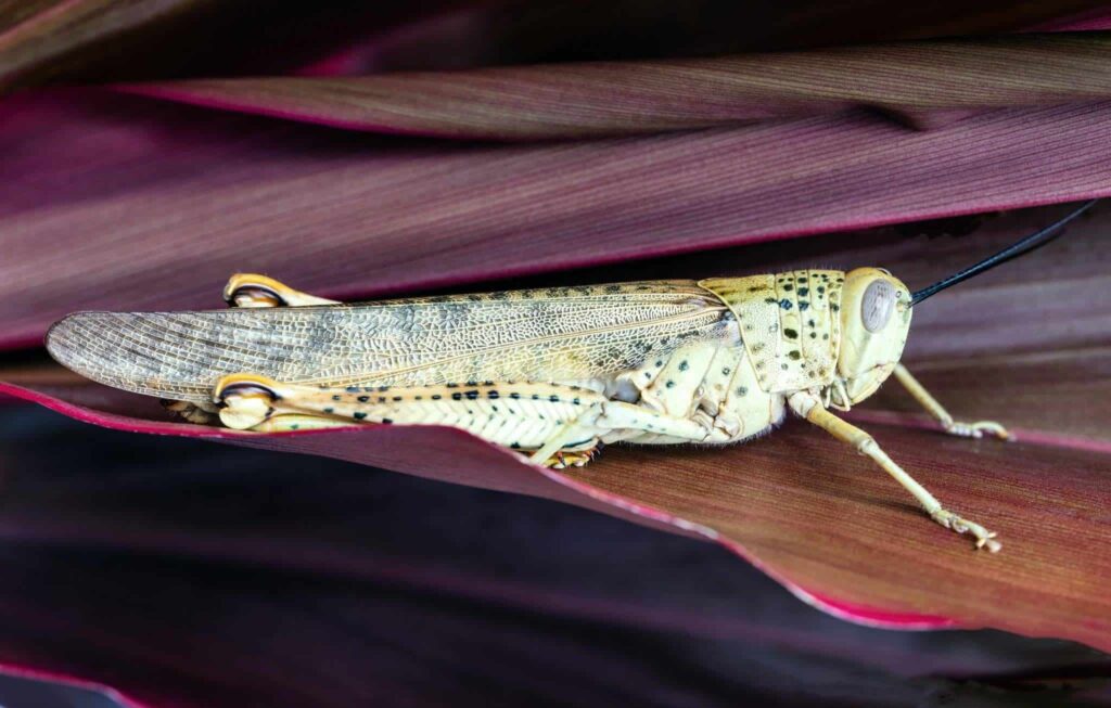 Όνειρο για πανούκλα | Ερμηνεία και σημασία ονείρου