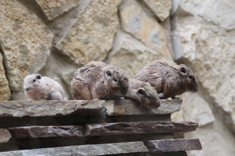 Droom over lemming | Betekenis en uitleg