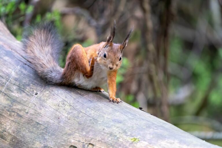 Droom over luizen | Betekenis en uitleg