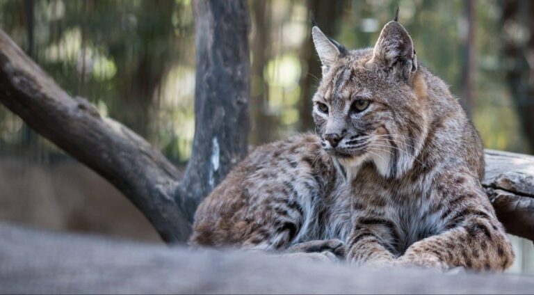 Droom over lynx | Betekenis en uitleg