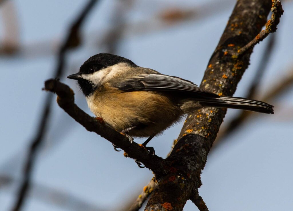 titmouse unessa | Unien merkitys