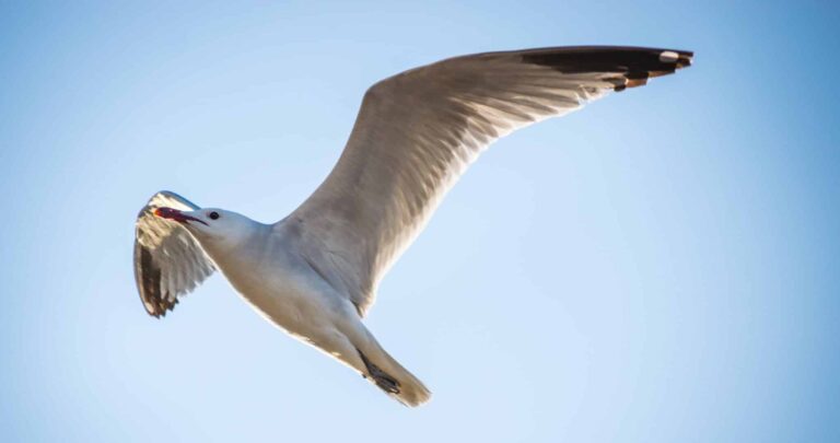Droom over meeuw | Betekenis en uitleg