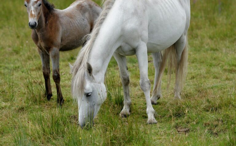 Droom over merrie | Betekenis en uitleg