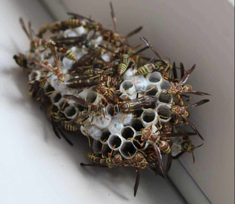 Droom over wespennest | Betekenis en uitleg