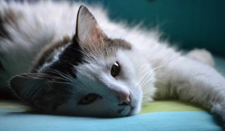 Котките в съня - значение на съня котки