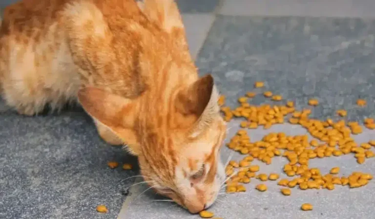 cat food