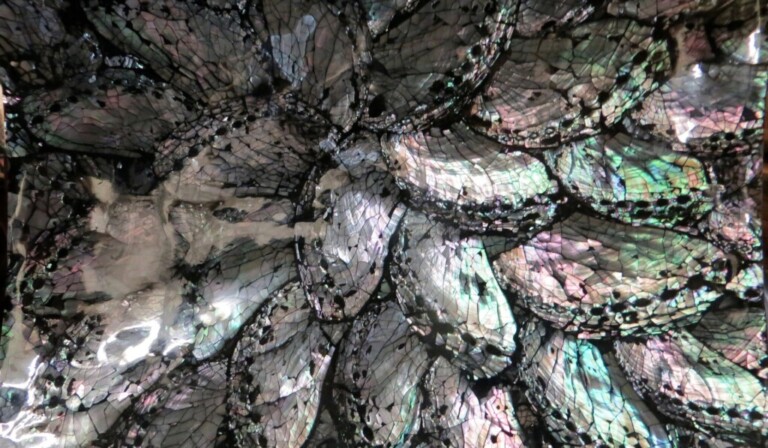 Dream abalone - dream meaning abalone