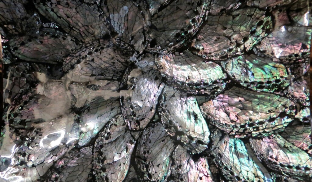Dream abalone - dream meaning abalone