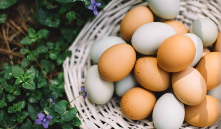 Dream about an egg or eggs - the meaning of dreams