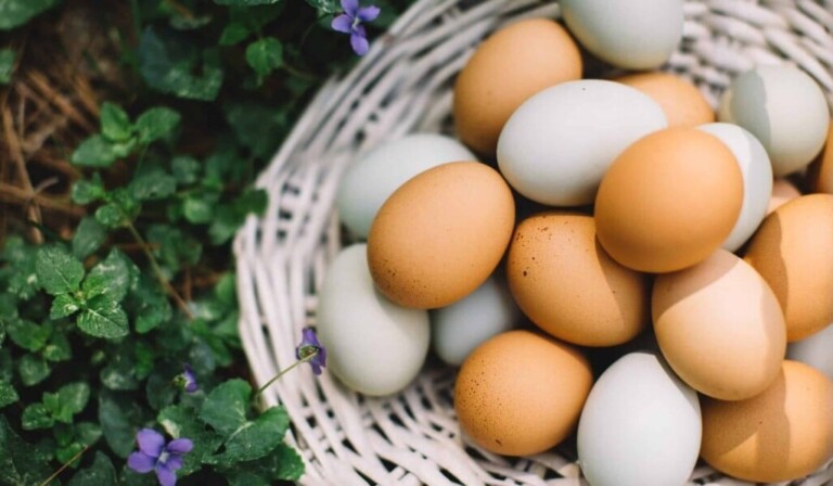 Dream about an egg or eggs - the meaning of dreams
