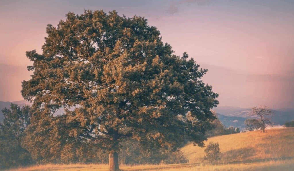 Dream about an oak tree - the meaning of dreams