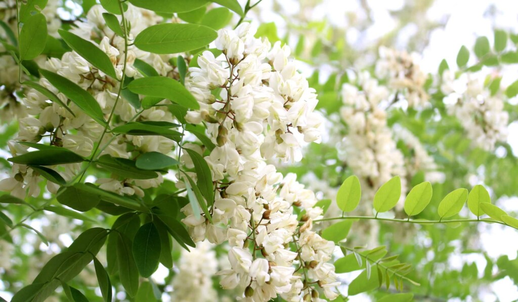 Dream acacia - dream meaning acacia