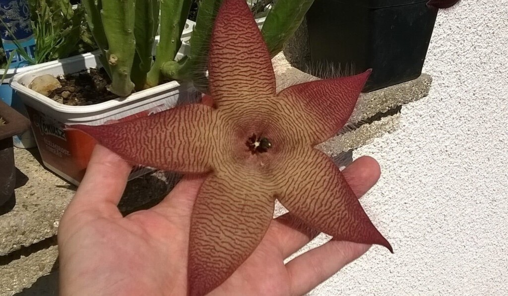 Dream ace flower - dream meaning ace flower