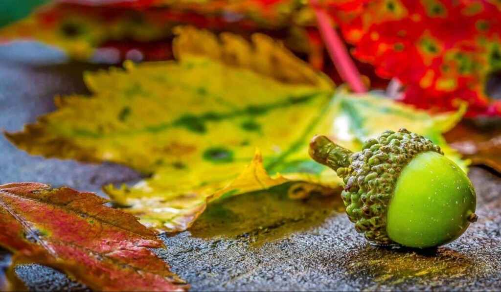 Dream acorn - dream meaning acorn