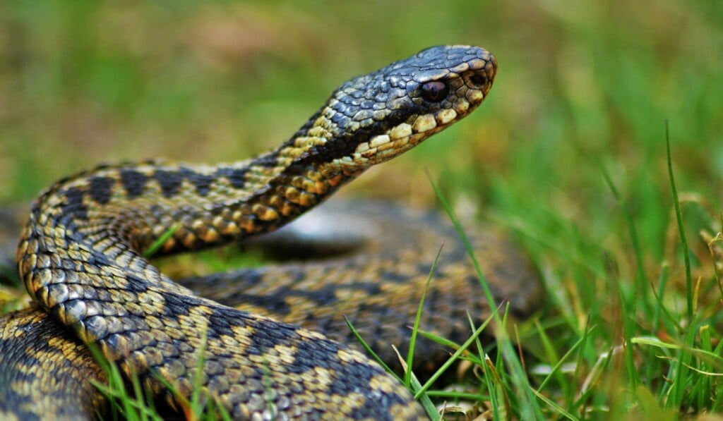 Dream adder - dream meaning adder