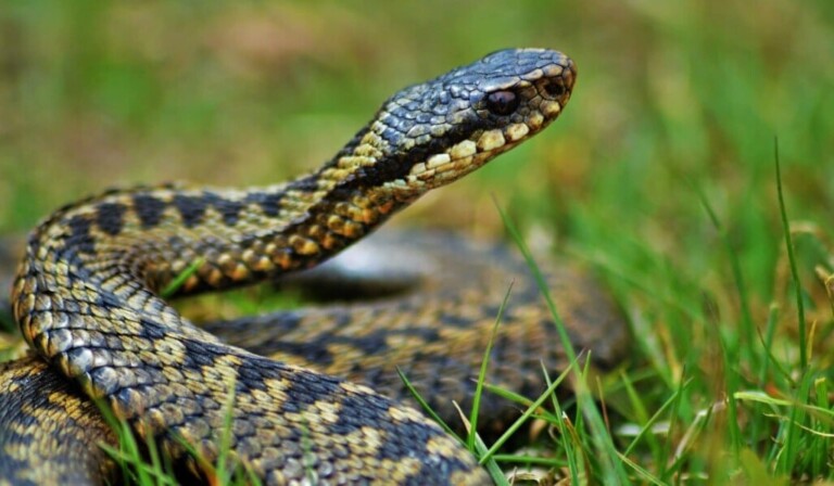 Dream adder - dream meaning adder