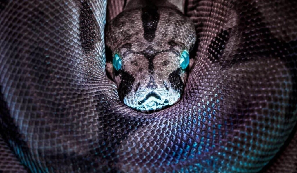 Dream anaconda - dream meaning anaconda