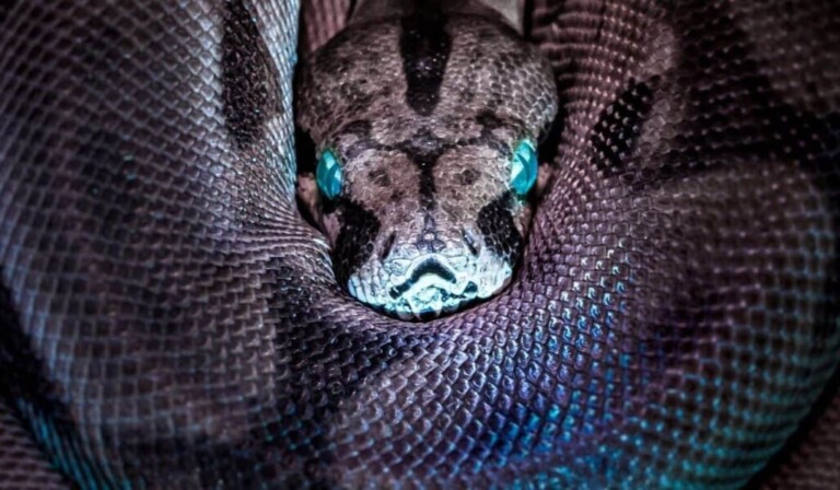 Dream anaconda - dream meaning anaconda