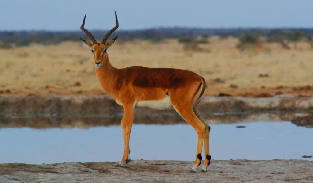 Dream antelope - dream meaning antelope