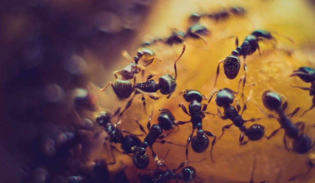 Dream ants - dream meaning ants