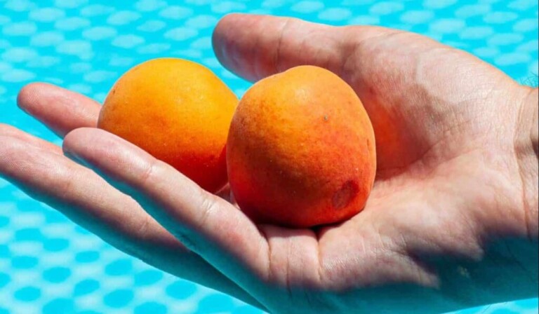 Dream apricot - dream meaning apricot