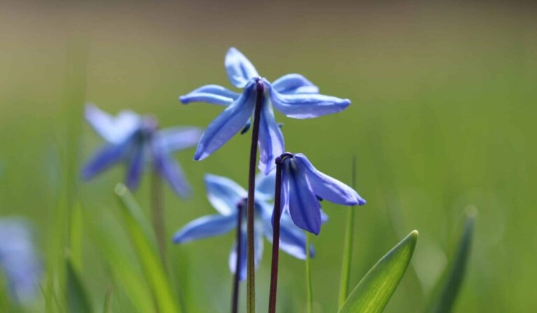 Dream April - dream meaning April