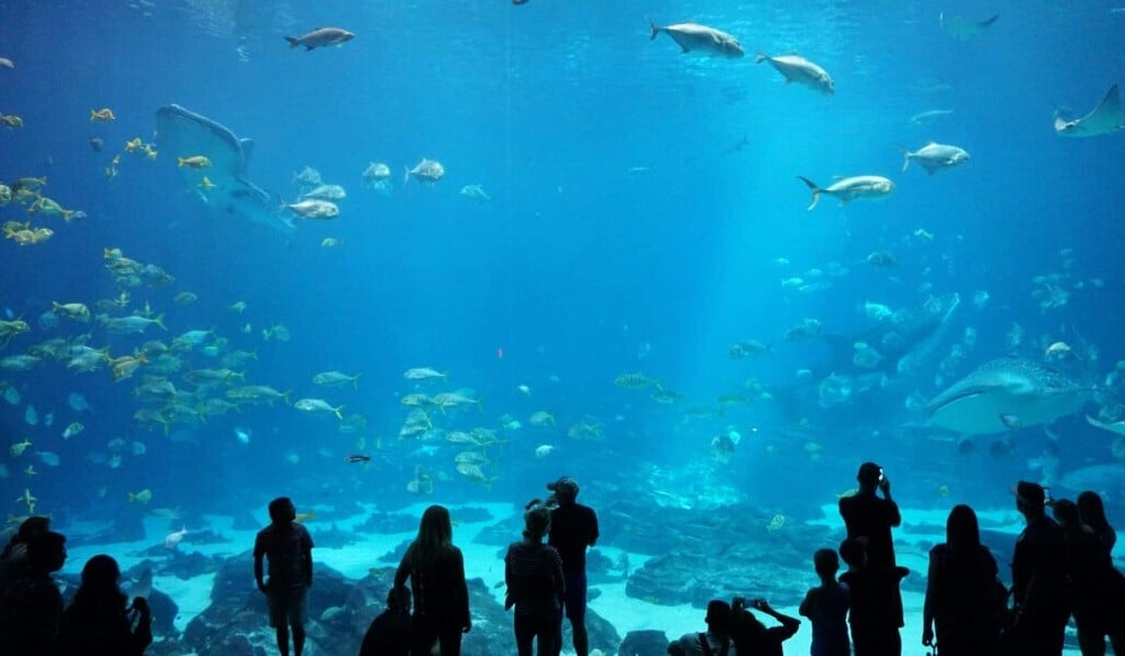 Dream aquarium - dream meaning aquarium