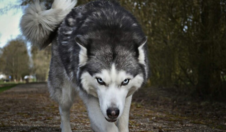 Dream attacked by an animal - dream meaning attacked by an animal
