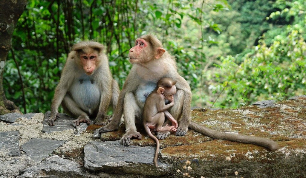 Dream baboon - dream meaning baboon