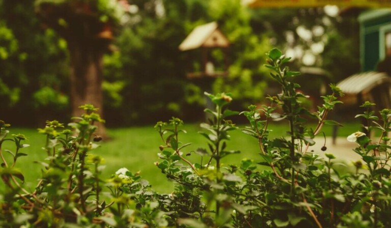 Dream backyard - dream meaning backyard