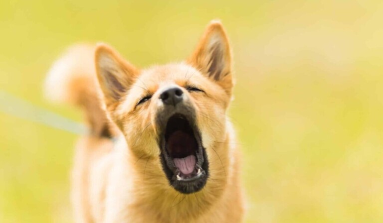 Dream barking - dream meaning barking