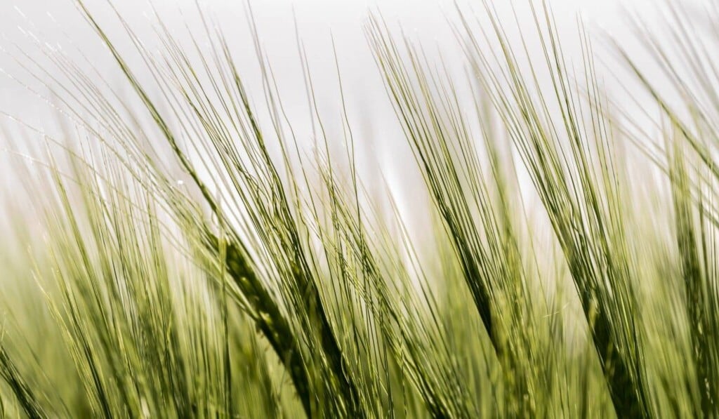 Dream barley - dream meaning barley