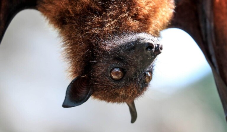 Dream bats - dream meaning bats