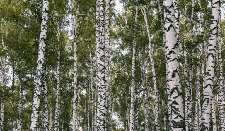 Dream birch - dream meaning birch