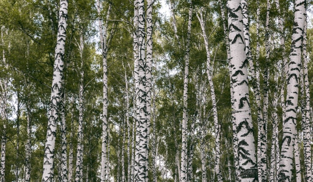 Dream birch - dream meaning birch