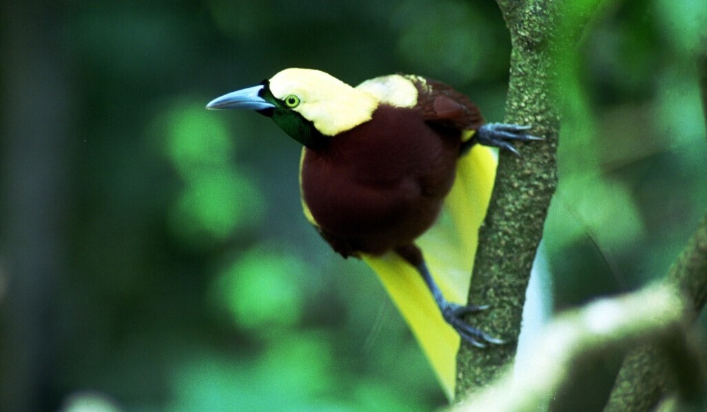 Dream bird of paradise - dream meaning bird of paradise