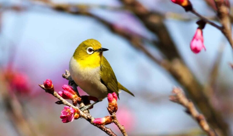 Dream birds - dream meaning birds