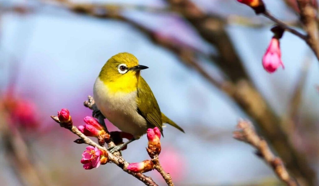 Dream birds - dream meaning birds