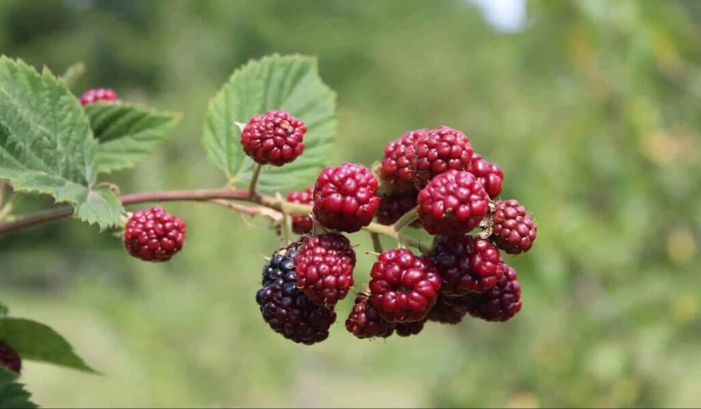 Dream blackberries - dream meaning blackberries