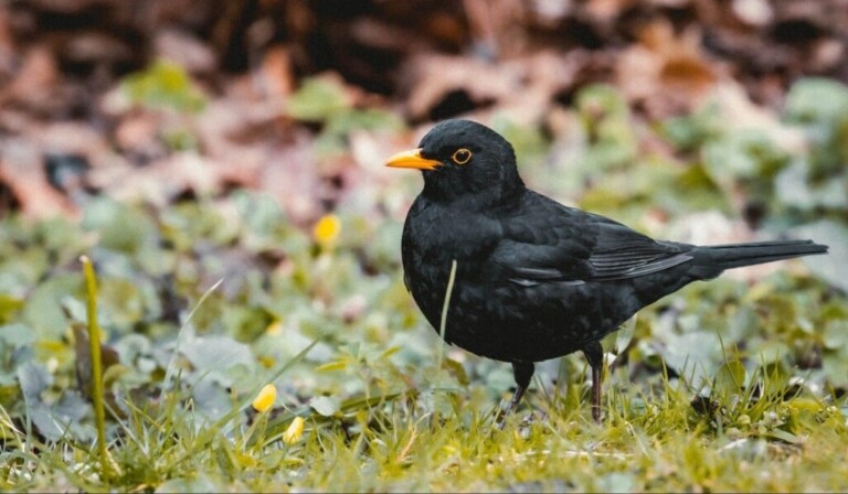 Dream blackbird - dream meaning blackbird
