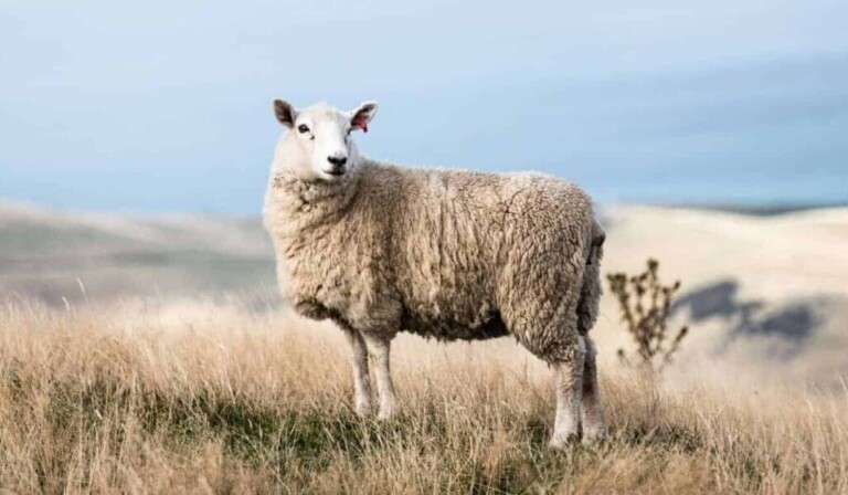 Dream bleating - dream meaning bleating